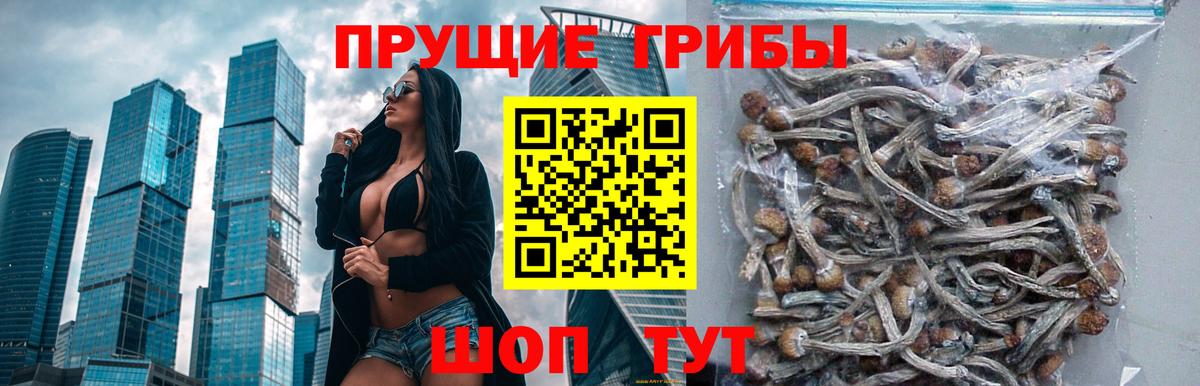 Псилоцибиновые грибы Psilocybe  Псилоцибиновые грибы мицелий  Вход с VPN  Новосибирск 